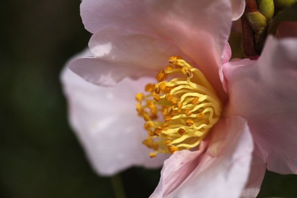 Camellia Flower Side Profile by Joy Watson